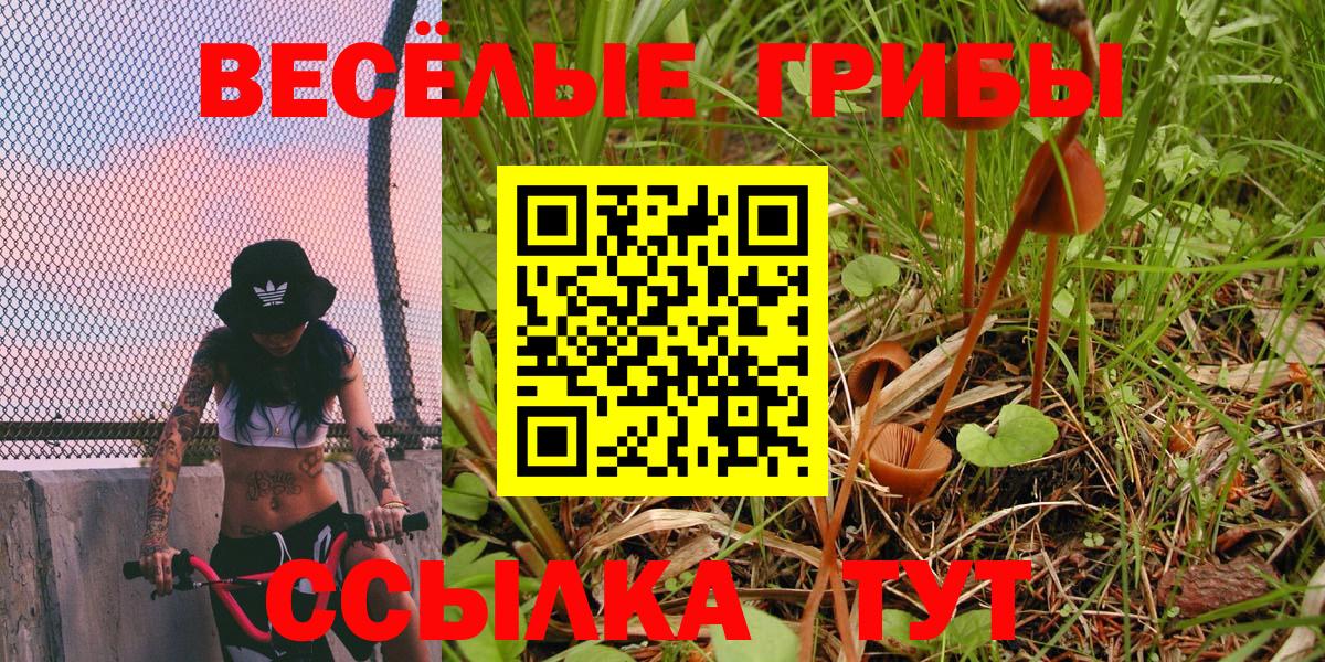 Псилоцибиновые грибы Psilocybine cubensis Великие Луки